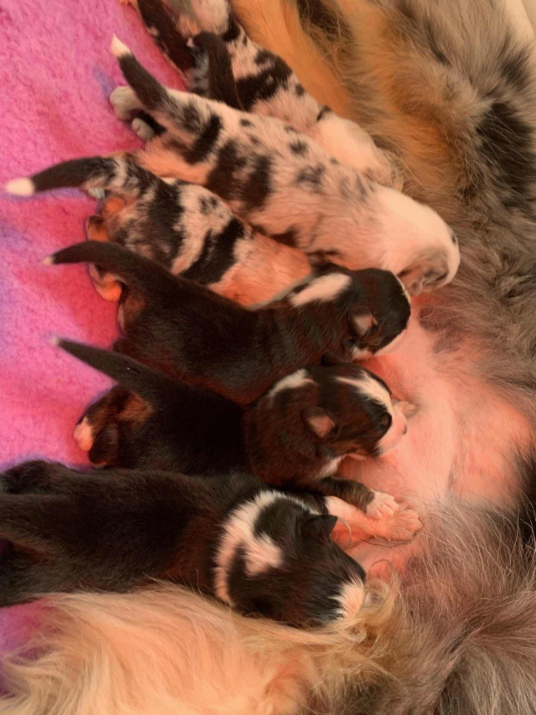 Chiot Berger Australien De La Légende D’Hermès