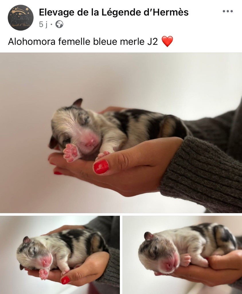De La Légende D’Hermès - Chiots disponibles - Berger Australien