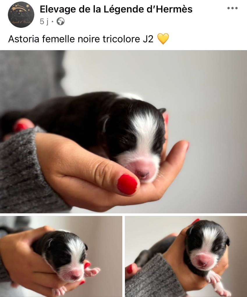 De La Légende D’Hermès - Chiots disponibles - Berger Australien