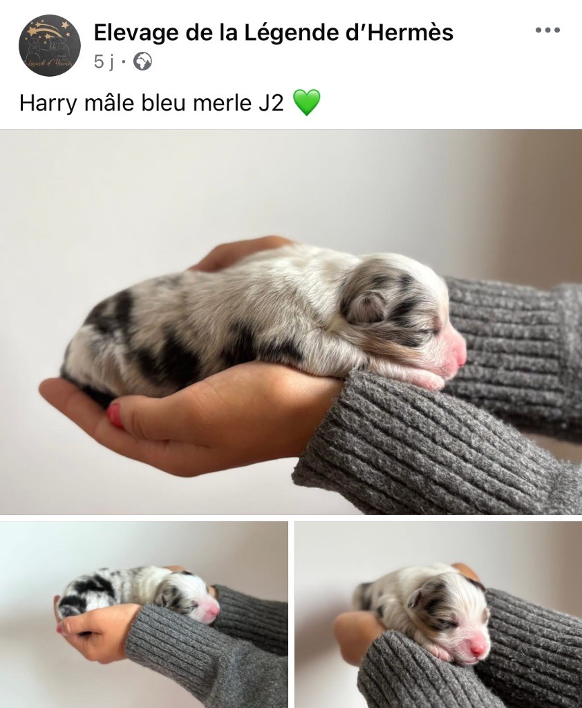 De La Légende D’Hermès - Chiots disponibles - Berger Australien