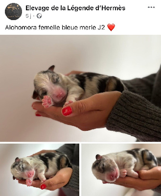 CHIOT 4 femelle bleue merle ALOHOMORA