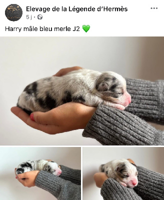 CHIOT 1 Mâle bleu merle HARRY