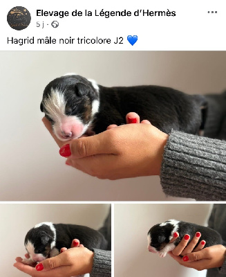 CHIOT 2 mâle noir tricolore HAGRID