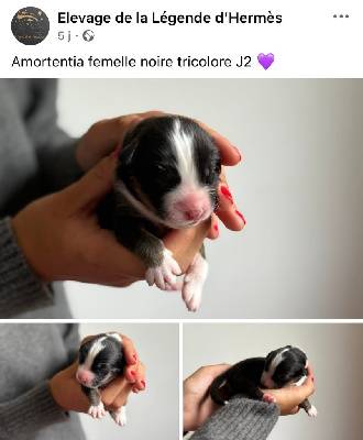 CHIOT 6 femelle noire tricolore AMORTENTIA