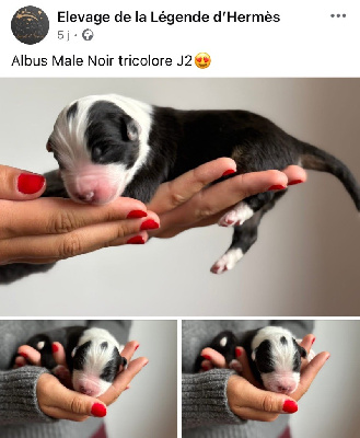 CHIOT 3 mâle noir Tricolore ALBUS