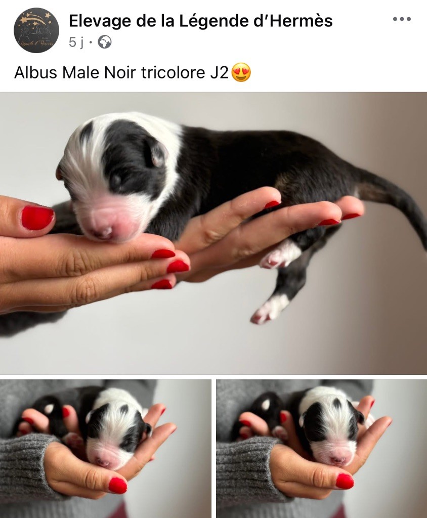 De La Légende D’Hermès - Chiots disponibles - Berger Australien