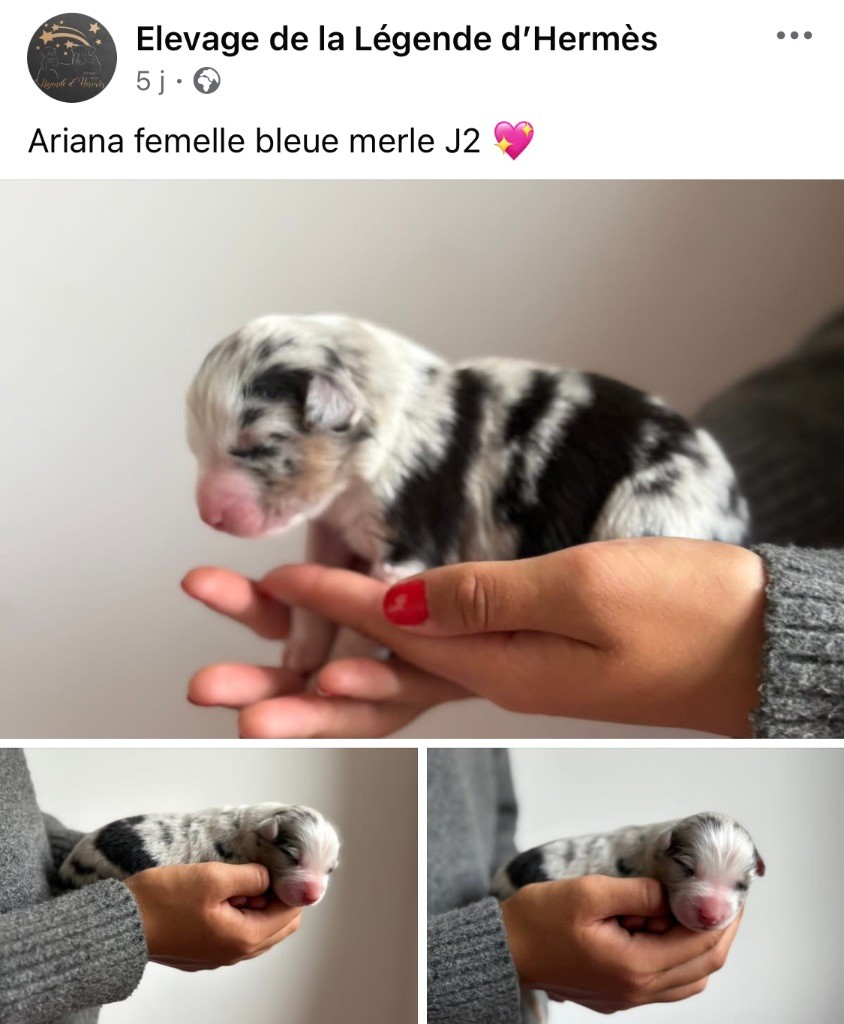 De La Légende D’Hermès - Chiots disponibles - Berger Australien